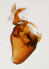 Pygofer, lateral view: !! display not done !! on Isodelphax basivitta (Van Duzee, 1909): (Observation).