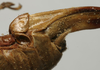 CollectionObject 1535936; 1148ee75-0b03-450d-bb76-46ee0fa2f8e4: female subgenital plate (syntype). (CollectionObject).