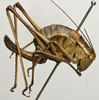 CollectionObject 1535007; 4d2f7c32-a23a-4563-b465-5bf9b9c305e9: female, lateral view (syntype of Barbitistes sanzii). (CollectionObject).