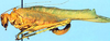 Terpnistria zebrata (Serville, 1838): female, lateral view (paratype of "Terpnistria kalahari"). (Otu).