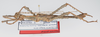 CollectionObject 1581484; 601aaab1-9f4d-494f-82cb-9f429d3f9c9c: copyright Frank Hennemann. male, lateral view (paratype). (CollectionObject).;CollectionObject 1581485; 3938798b-529d-44e9-82ff-15e0daf0f616: copyright Frank Hennemann. male, lateral view (paratype). (CollectionObject).;CollectionObject 1581486; 1af7e260-95ab-4227-a8ca-0b12eff77cd5: copyright Frank Hennemann. male, lateral view (paratype). (CollectionObject).