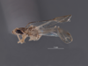 Habitus, lateral view: !! display not done !! on Dziwneono alfa Dworakowska, 1993: (Observation).