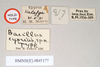 CollectionObject 1557270; NHMUK(SF IMPORT DUPLICATE) 845177, fe1365cc-bd92-4c68-be3a-9de7fe605edc: copyright Natural History Museum, London. female, data labels (holotype). (CollectionObject).