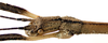 CollectionObject 1584178; bfb6ebc6-7cb9-4313-9a6e-0de3f5cdda5b: copyright RBINS, Brussels. male, head (holotype). (CollectionObject).