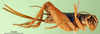 CollectionObject 1501764; e083f52d-1a72-4f2f-9654-0e69d175f344: female, lateral view (paralectotype). (CollectionObject).