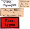 CollectionObject 1577118; 16bff2ef-d7da-44f9-b48b-0a23eb2e14a9: labels (syntype). (CollectionObject).