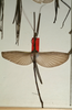 CollectionObject 1561071; NMW 861, c4f8b9ac-3355-40f1-a225-ab6ca982d55e: copyright NMW, Vienna. male of Pharnacia biceps (paralectotype). (CollectionObject).