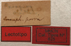 CollectionObject 1535044; 6f4008e6-9fc2-47ce-ad1d-a66cf360ae49: labels (lectotype). (CollectionObject).