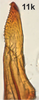 Stylus on Bretega juxtaspiverpa Stiller, 2017: Stylus. (Observation).