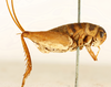 CollectionObject 1505989; ee9a8af3-ef6a-4896-8b84-3f5d623cb47d: female, lateral view (syntype). (CollectionObject).
