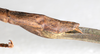 CollectionObject 1557865; NMW 780, fe89e5a8-ccc0-4a8b-923e-40f33bfad8bd: copyright NMW, Vienna. female: end of abdomen, lateral view (holotype). (CollectionObject).