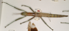 CollectionObject 1559741; 8211705f-dec3-48aa-956f-d20000edad2d: copyright OXUM. female of synonym Megacrania bakeri (holotype). (CollectionObject).