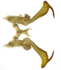Connective on Caetana pulchra Domahovski, Gonçalves, Takiya & Cavichioli, 2019: Male holotype [DZUP]: connective and styles, dorsal view. (Observation).