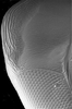 Head: !! display not done !! on Bonamus lineatus Oman, 1938: detail of crown, anterior margin of head and eye. (Observation).