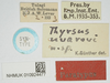 CollectionObject 1584269; 3e3d4590-2b4a-4ee0-bcb5-d350229c9f6d, NHMUK010924477: labels (paratype). (CollectionObject).