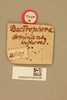 CollectionObject 1518647; 7d7b6bb2-6f52-4b1b-b281-e5a6304efe06, NHMUK015982236: labels (holotype). (CollectionObject).