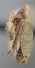 Habitus, lateral view on Athysanella (Gladionura) concava Ball & Beamer, 1940: Lateral - Male. (Observation).