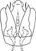Subgenital plate, ventral view on Dikrella (Dikrella) unica Ruppel & DeLong, 1953: Subgenital plates. (Observation).