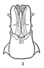 Aedeagus, ventral view: (Observation).