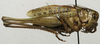 CollectionObject 1566370; 96e22589-c53d-4586-9ea4-aae88284d1b1: male, lateral view (paratype). (CollectionObject).