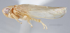 Habitus, lateral view: (Observation).