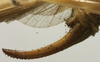 CollectionObject 1535082; 9b6fc718-868e-4e1b-b67f-f41caf58c759: female ovipositor (lectotype). (CollectionObject).