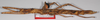 CollectionObject 1563697; fc737d25-64f3-4020-8b50-58afe227e26c: copyright F. Hennemann. female (paratype). (CollectionObject).;CollectionObject 1563698; c8942c7b-19a1-42cb-92ea-ff04c56c5154: copyright F. Hennemann. female (paratype). (CollectionObject).;CollectionObject 1563699; 2be125d9-3a27-4340-b2ab-14e7d1f19ef3: copyright F. Hennemann. female (paratype). (CollectionObject).
