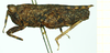 CollectionObject 1532584; 50bd9811-9997-4fdc-8dfe-0e9e4b5296bf: female, lateral view (holotype). (CollectionObject).