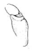 Melanonotus powellorum Rentz, 1975: Pl. III, Fig. 12. male, basal antennal segments, anterolateral view. (Otu).