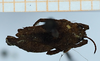 CollectionObject 1584346; b3fc7212-b1fe-4806-a8c3-d1f5eaf80fd6: immature female, dorsal view (paratype of Apotettix eurycephalus). (CollectionObject).