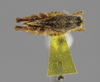 CollectionObject 1523005; 119934c1-b9e3-47f3-be78-d595597d670a: female, lateral view (holotype). (CollectionObject).