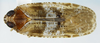 Habitus, dorsal view on Catonia picta Van Duzee, 1908: (Observation).