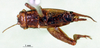 CollectionObject 1501699; 6fcdc486-8022-488d-a20e-2d8e94c6ac72: male, dorsal view (syntype or lectotype). (CollectionObject).
