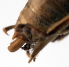CollectionObject 1534497; ffe84872-2013-43e5-b576-d28687cd394a: male abdomen tip, lateral view (syntype). (CollectionObject).