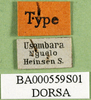 CollectionObject 1501220; 38ee5e3a-e745-4417-bdb7-a2421872ff0a: labels (syntype). (CollectionObject).