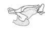 Palandella cardinalis Amédégnato & Poulain, 1998: Fig. 14. endophallus. (Otu).
