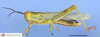 CollectionObject 1514197; 6dfb9c6b-ea87-4f92-92cb-975b049599f9: male habitus, lateral view (holotype). (CollectionObject).