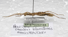 CollectionObject 1576286; SPM SP/EPH/02165, 0e14ca7e-9a78-492f-97e7-fcbff8501fd2: copyright SPM, Kinabalu. female, lateral view (holotype). (CollectionObject).