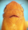 Head on Carnoseta colomella (DeLong, 1981): Female paratype [OSU]: head, pronotum and mesonotum, dorsal view. (Observation).