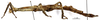 CollectionObject 1557850; dd433b6c-65b8-466c-83ad-dbb302d7129b: copyright MNHN, Paris. female nymph, lateral view (holotype). (CollectionObject).