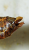 CollectionObject 1498701; f3c2b604-a8b0-4e3b-98ea-d4905aaa5248: female abdomen tip, lateral view. (CollectionObject).