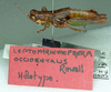 CollectionObject 1524855; e5541232-1aa3-46fe-89a2-7c7b530c77ff: male, lateral view (holotype of Leptomerinthoprora occidentalis). (CollectionObject).
