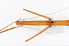 CollectionObject 1558529; 70342c40-345f-4834-95c5-42c90ee5d0a4: copyright ZMUH, Hamburg. female: head & thorax, dorsal view (holotype). (CollectionObject).