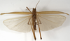 CollectionObject 1529700; 144913fb-2bba-45f8-8bba-28072b271496: male, dorsal view (holotype). (CollectionObject).