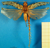 CollectionObject 1502717; 0c99e76a-1bd7-4b36-b92d-10297da655f8: female, dorsal view. (CollectionObject).