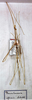CollectionObject 1557896; 850cbfa7-cd56-4e94-9315-e9bda2fcfce9: copyright MSNG. male (holotype). (CollectionObject).