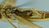 CollectionObject 1532255; c09be688-8ff6-4875-b7be-e5c37fd803ae: male thorax and abdomen (holotype). (CollectionObject).
