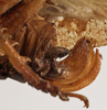 CollectionObject 1534641; bd7bdfaa-b834-422c-b01c-3a0af2992374: female ovipositor (holotype). (CollectionObject).
