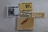 Other: !! display not done !! on Carynota vera Goding, 1895: (Observation).