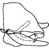 Pygofer, lateral view: Pygofer, lateral view. (Observation).